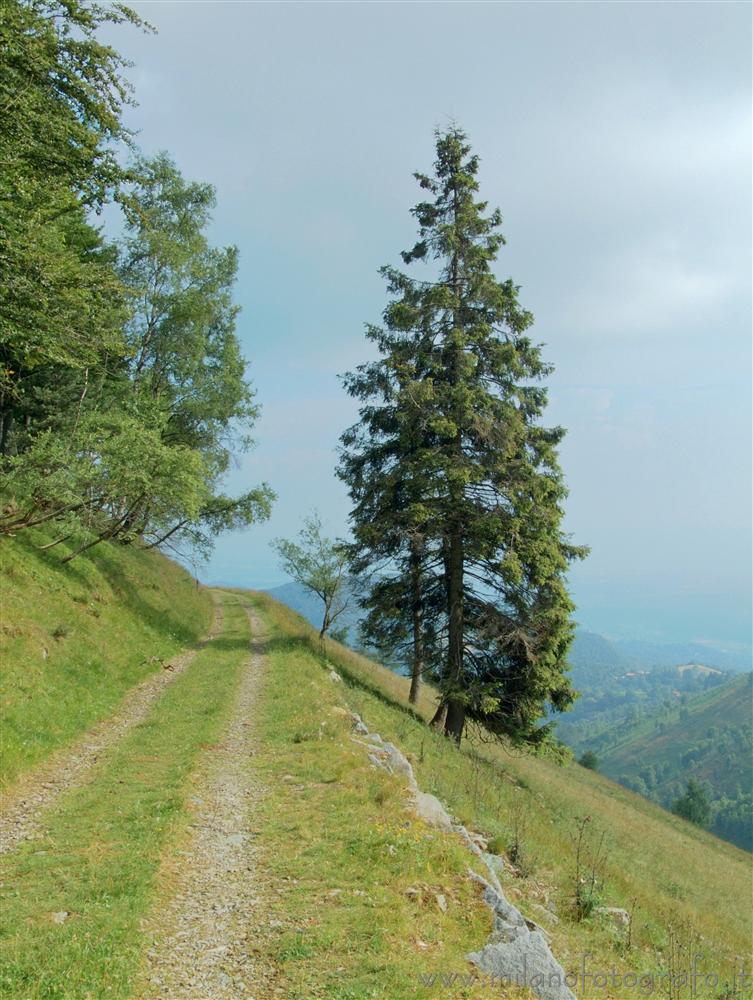 Bocchetto Sessera (Biella, Italy) - Tree and panorama